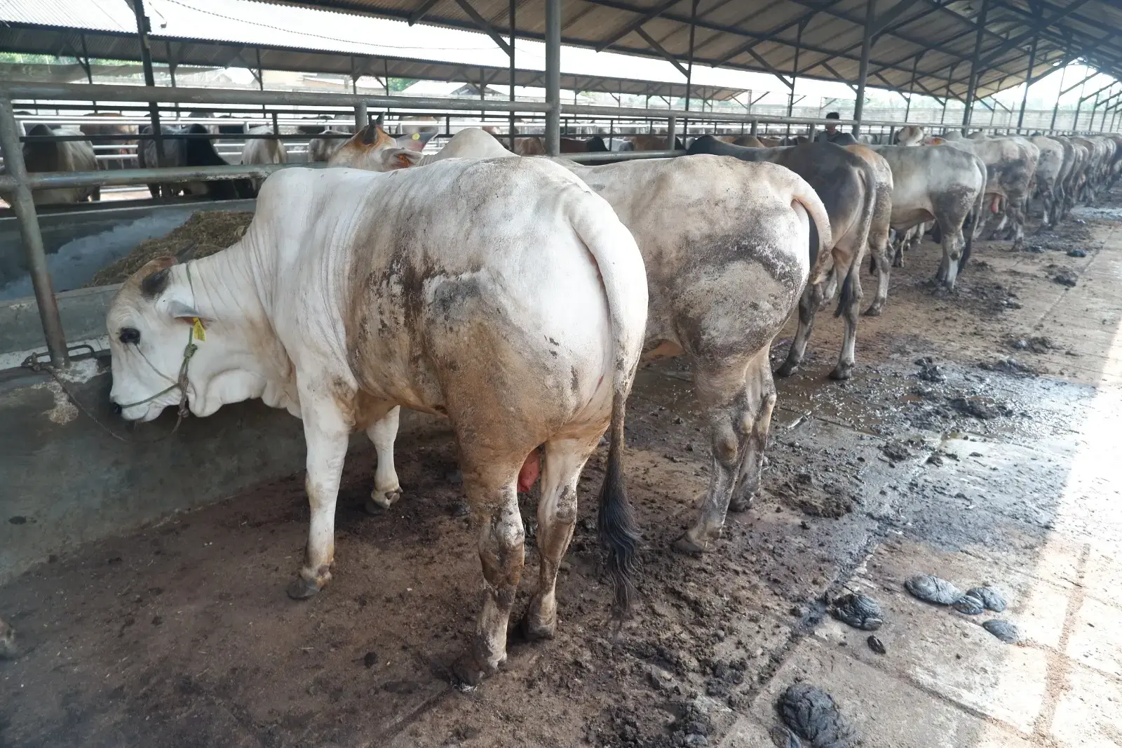 Qurban dan Sedekah: Mana yang Lebih Utama di Hari Raya Idul Adha?